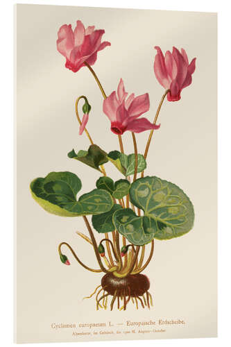 Akryylilasitaulu Cyclamen (Cyclamen europaeum)