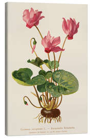 Canvas print Cyclamen (Cyclamen europaeum)