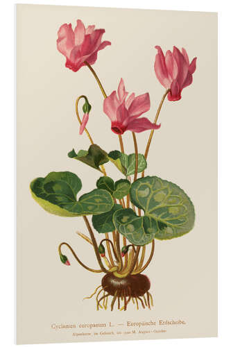 Tableau en PVC Cyclamen (Cyclamen europaeum)