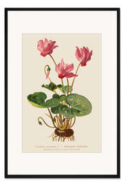 Gerahmter Kunstdruck Europäisches Alpenveilchen (Cyclamen europaeum)
