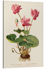 Magnettafel Europäisches Alpenveilchen (Cyclamen europaeum)