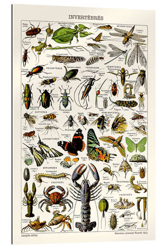 Cuadro de plexi-alu Invertebrates, 1923 (french)