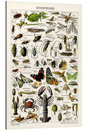 Magnettafel Wirbellose, 1923 (französisch)