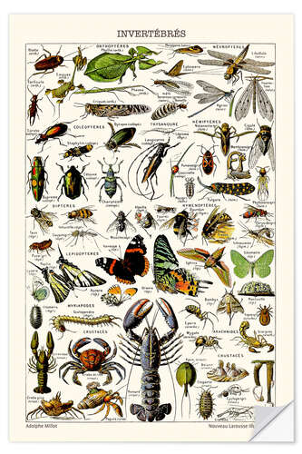 Wall sticker Invertebrates, 1923 (French)