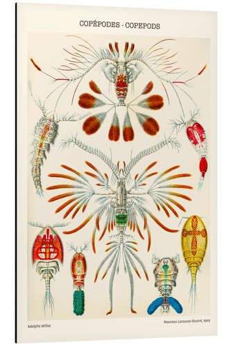 Aluminiumsbilde Copepods, 1909