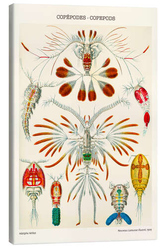 Canvas print Copepods, 1909