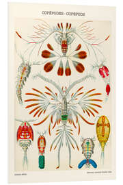 Stampa su PVC Copepods, 1909