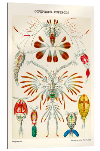 Galleritryk Copepods, 1909