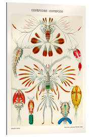 Gallery print Copepods, 1909