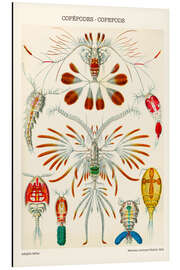 Magnettafel Copepoden - Ruderfußkrebse, 1909
