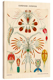 Wood print Copepods, 1909