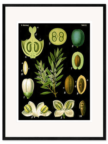 Innrammet kunsttrykk Olive (Olea europaea), 1890