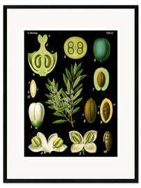 Gerahmter Kunstdruck Olive (Olea europaea), 1890