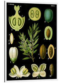 Magnettafel Olive (Olea europaea), 1890