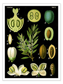 Wall print  Olive (Olea europaea), 1890 - German School