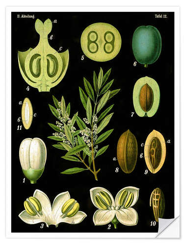 Wall sticker Olive (Olea europaea), 1890