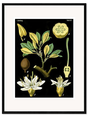 Framed art print Latex (Palaquium gutta), 1890