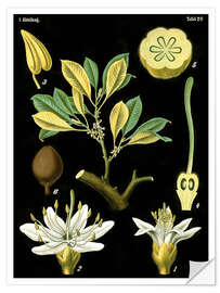 Wall sticker Latex (Palaquium gutta), 1890