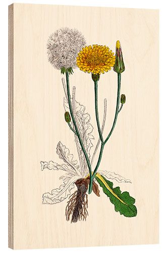 Wood print Hypochoeris Radicata (Long-Rooted Cat's-Ear)