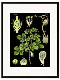 Inramat konsttryck Common Fig (Ficus carica), 1890