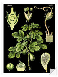 Selvklebende plakat Common Fig (Ficus carica), 1890