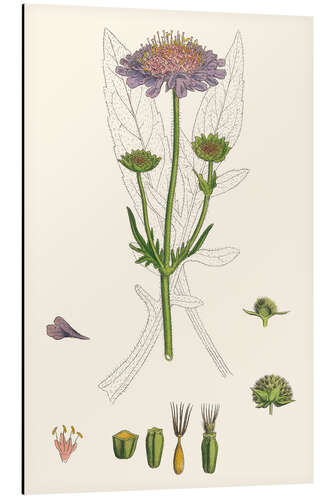 Tableau en aluminium Scabiosa Arvensis - Field Scabious