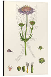 Aluminium print Scabiosa Arvensis - Field Scabious