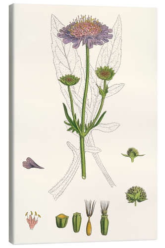 Leinwandbild Scabiosa Arvensis - Acker-Witwenblume