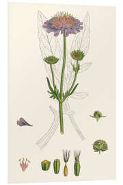 Foam board print Scabiosa Arvensis - Field Scabious