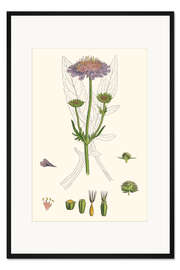 Gerahmter Kunstdruck Scabiosa Arvensis - Acker-Witwenblume