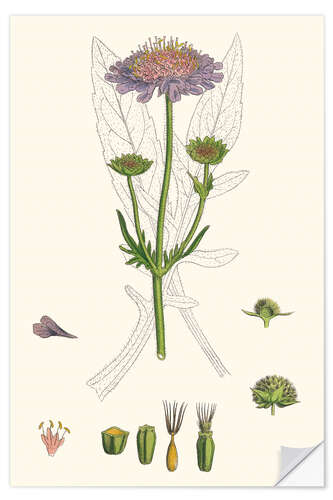 Selvklæbende plakat Scabiosa Arvensis - Field Scabious