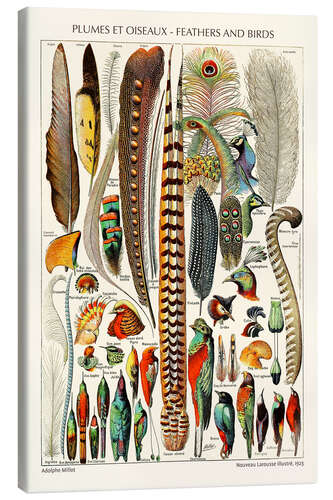 Canvas print Feathers and Birds, 1923 (French)