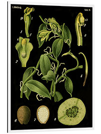 Aluminiumsbilde Vanilla (Vanilla planifolia), 1890