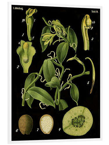 Foam board print Vanilla (Vanilla planifolia), 1890