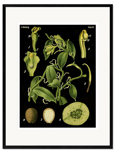 Inramat konsttryck Vanilla (Vanilla planifolia), 1890