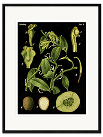 Kehystetty taidepainatus Vanilla (Vanilla planifolia), 1890