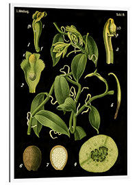 Gallery print Vanilla (Vanilla planifolia), 1890