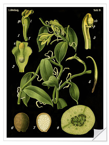 Selvklebende plakat Vanilla (Vanilla planifolia), 1890