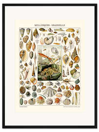 Gerahmter Kunstdruck Muscheln, 1923