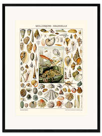 Impression artistique encadrée Mollusques, 1923