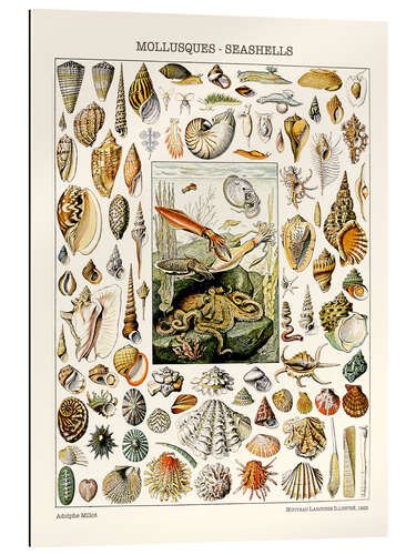 Gallery print Seashells, 1923