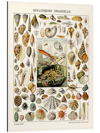 Magnettafel Muscheln, 1923