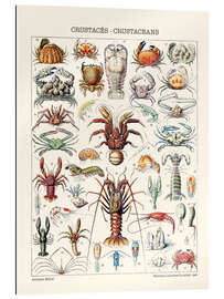 Gallery print Crustaceans, 1923