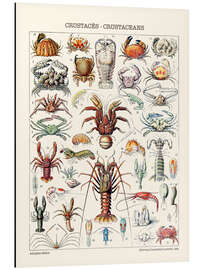 Magnettafel Krebstiere, 1923