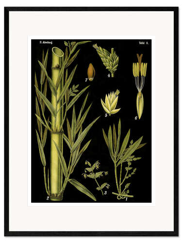 Framed art print Bamboo (Bambuseae), 1890