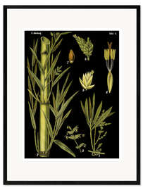 Inramat konsttryck Bamboo (Bambuseae), 1890