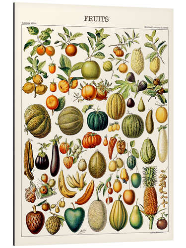 Aluminiumsbilde Illustration of Fruits, 1923