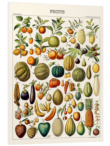 Cuadro de PVC Illustration of Fruits, 1923