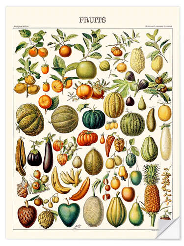 Vinilo para la pared Illustration of Fruits, 1923