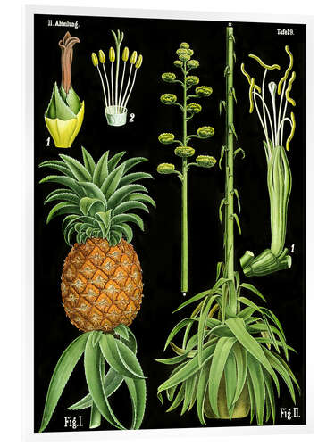 Acrylglasbild Ananas (Ananas comosus), 1890